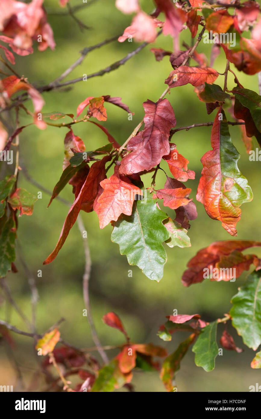 Quercus alba leaves in Autumn. Stock Photo