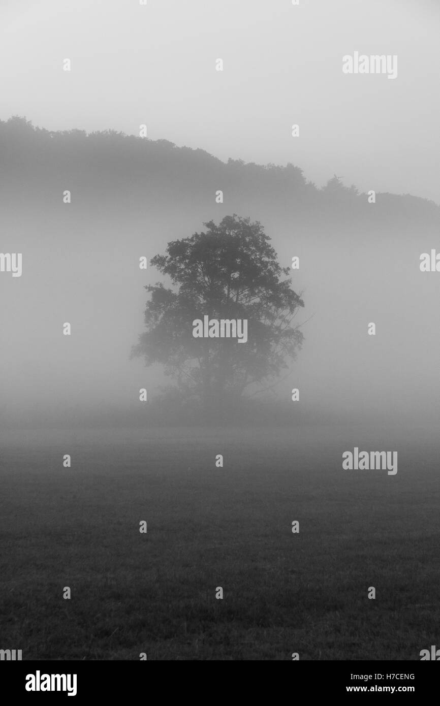 Black/White image of a tree standing in the morning mist in Autumn. Stock Photo