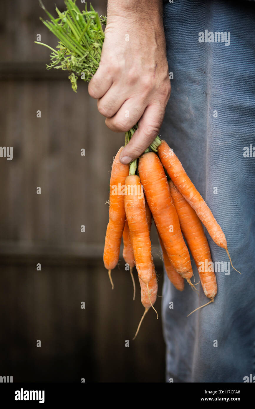 Man holding a bunch of fresh carrots Stock Photo