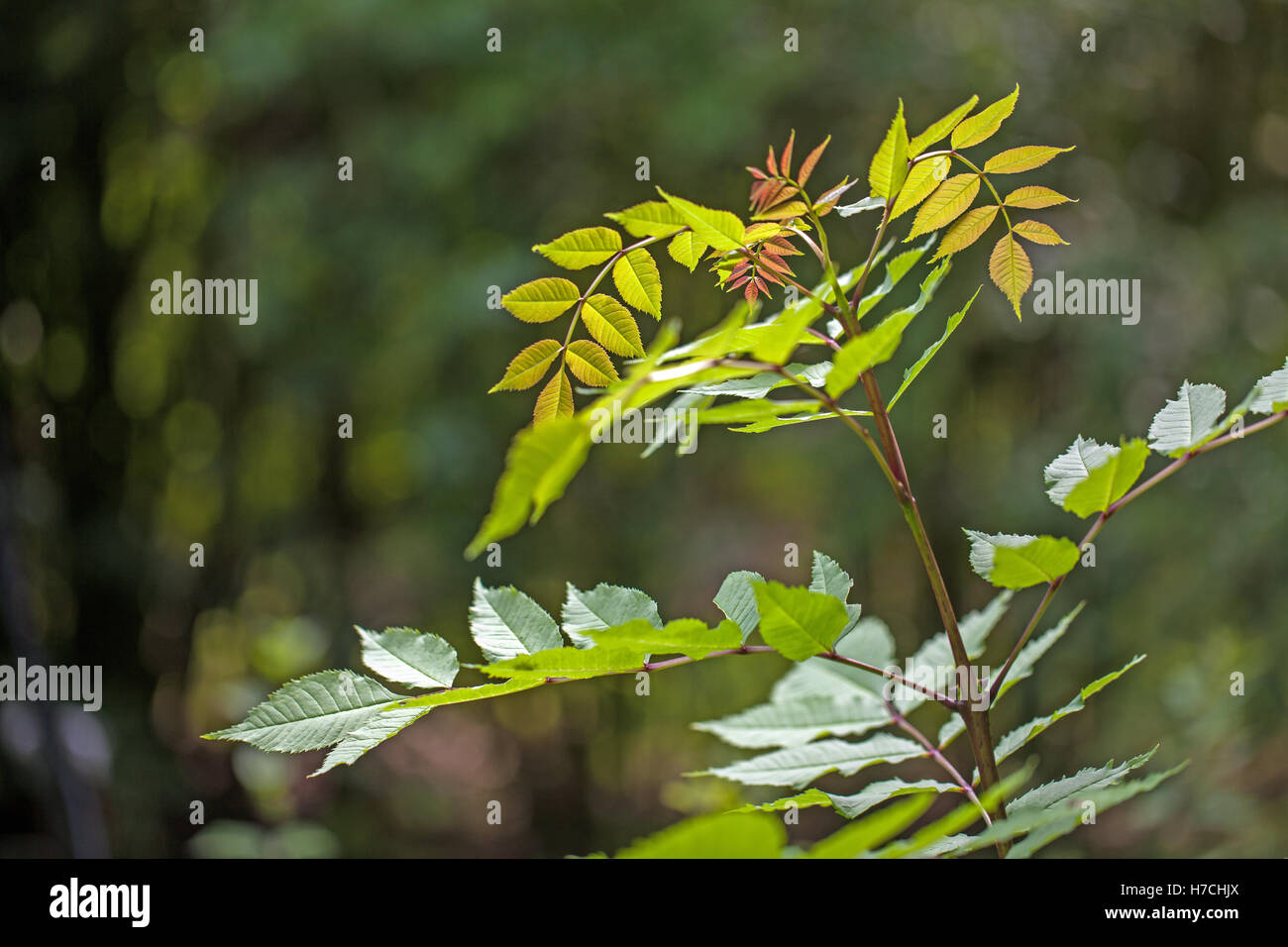 Ash (Fraxinus excelsior). Sapling foliage. Spring. early summer. England. Stock Photo