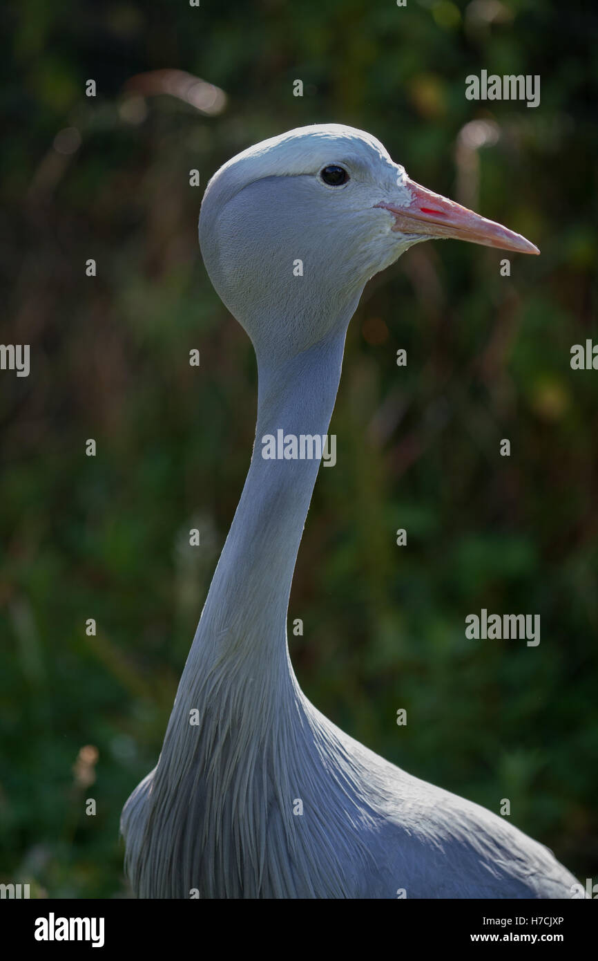 Blue Crane, Paradise Crane or Stanley Crane  (Anthropoides paradisea). Eyes left. Eye contact. Stock Photo