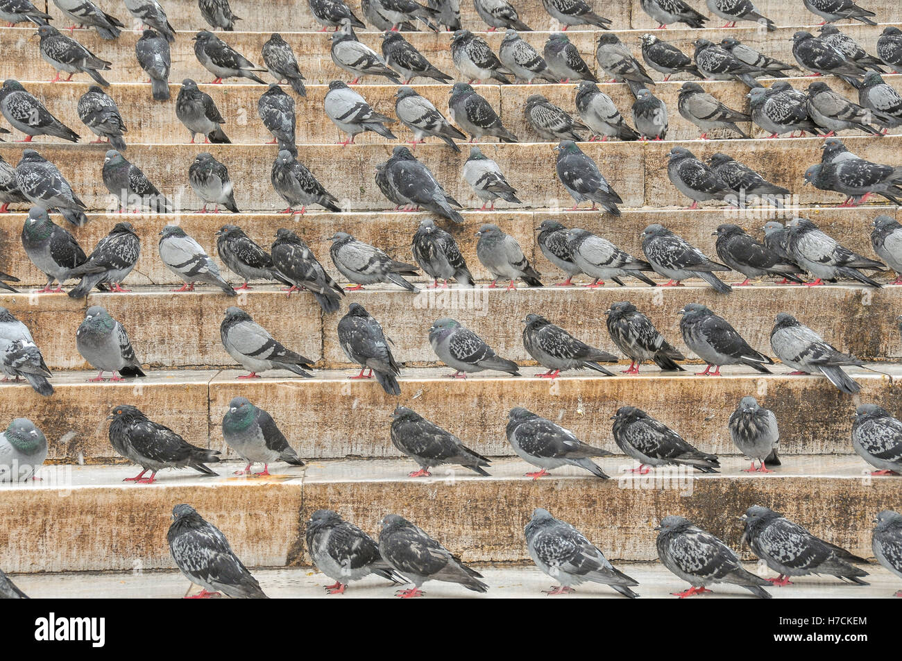 Pigeons on the steps of the New Mosque in Istanbul Stock Photo