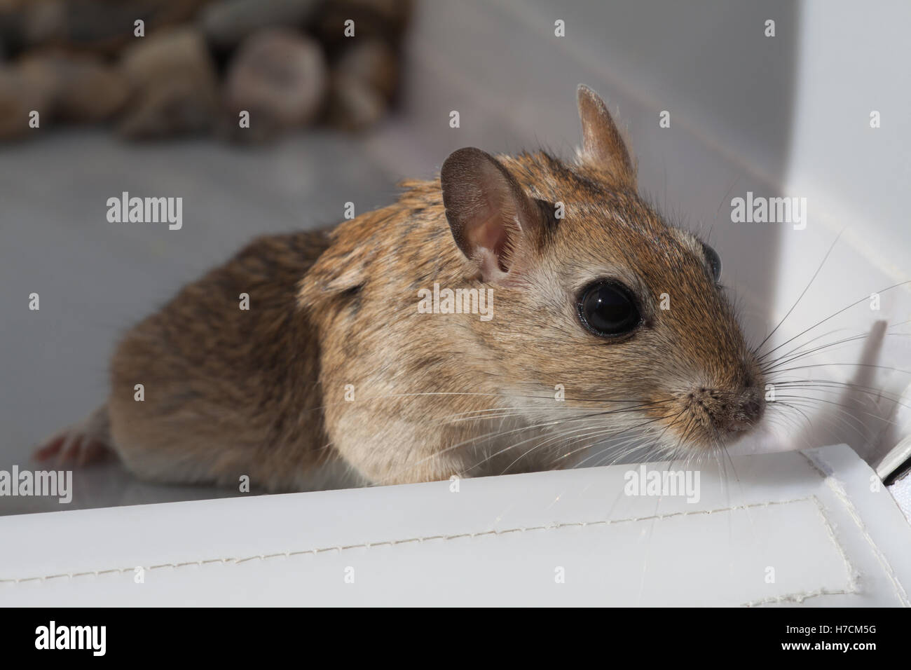 Shaw’s Jird (Meriones shawi Stock Photo Alamy