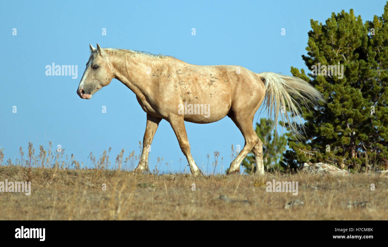 Palomino Wild Horse Band Stallion walking above Teacup Bowl in the ... Palomino Wild Horse Band Stallion walking above Teacup Bowl in the ...