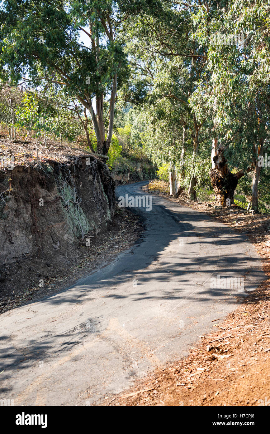 Road up to Green Mountain Ascension Island Atlantic Ocean with Eucalyptus trees Stock Photo