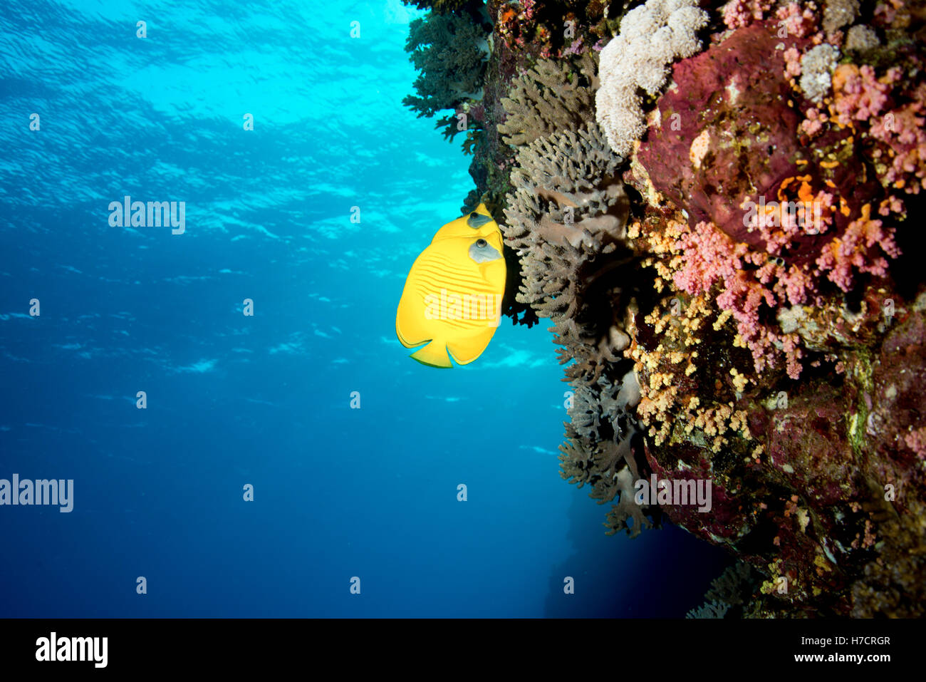 Butterfly Fish - Red Sea Stock Photo