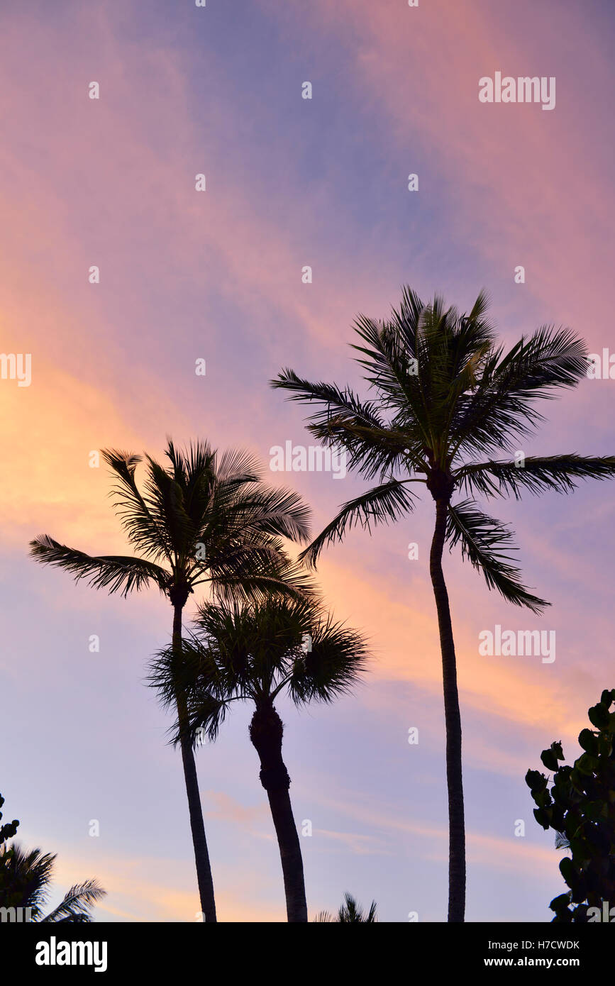 Silhouette of three palm trees against sunset sky Stock Photo - Alamy