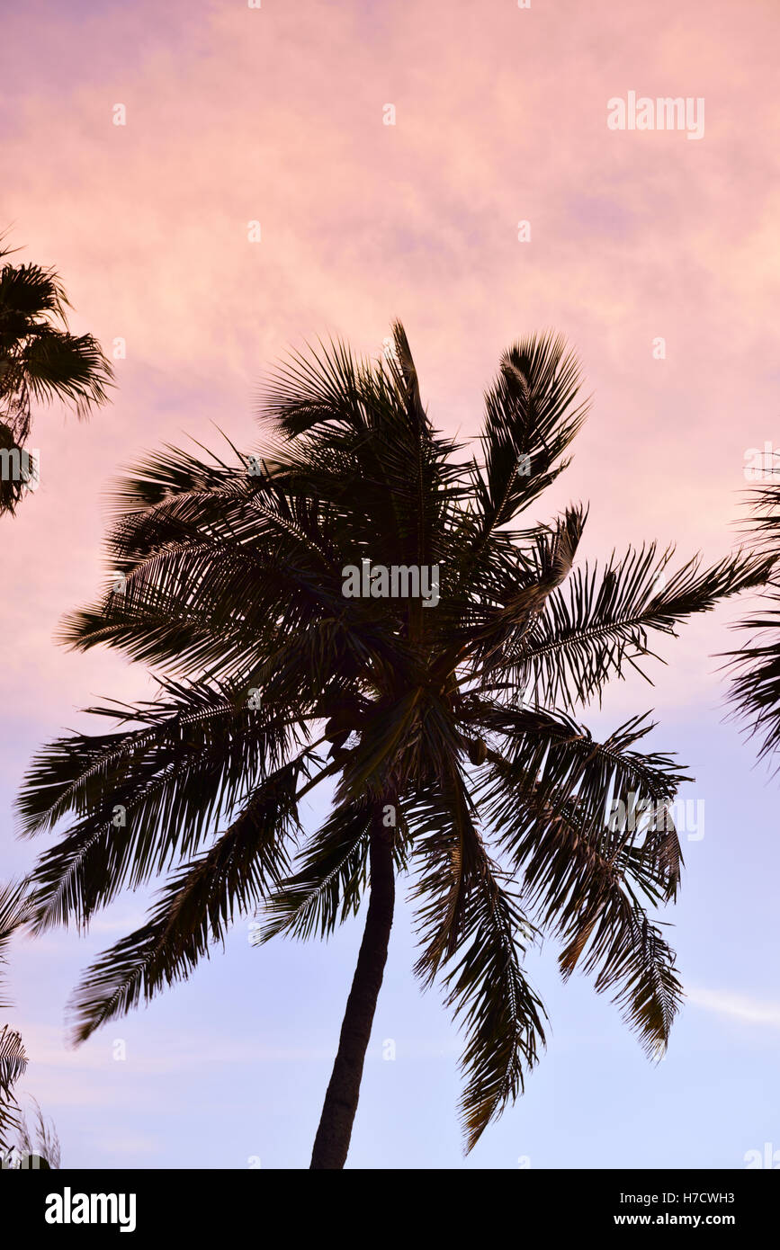 Silhouette of palm tree against sunset sky Stock Photo