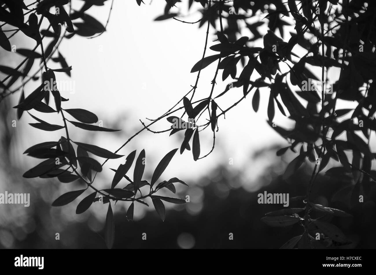 Background of olive leaves in a silhouette in black and white Stock Photo