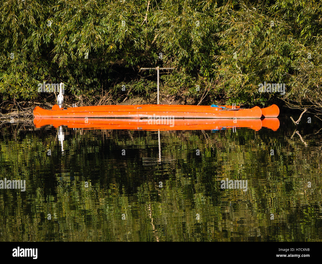 Rowing Boats, River Thames, Reading, Berkshire, England, UK, GB Stock