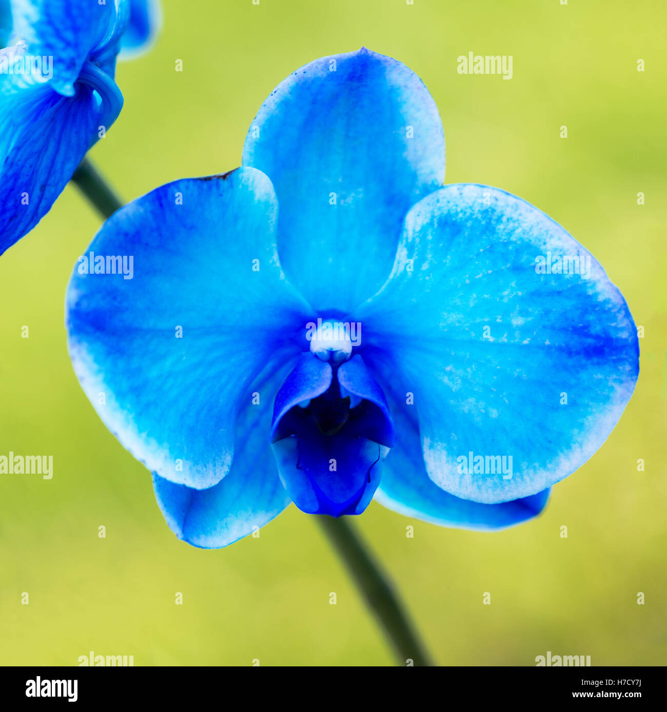 beautiful square image of a pretty dyed blue orchid with a soft bokeh background Stock Photo