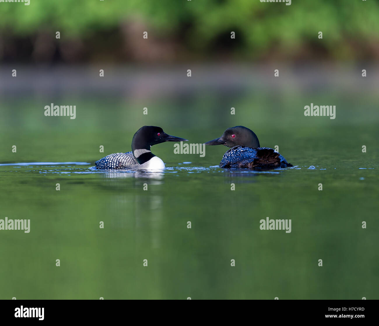 Common Loon breaching the water to stretch and dry its feathers after a