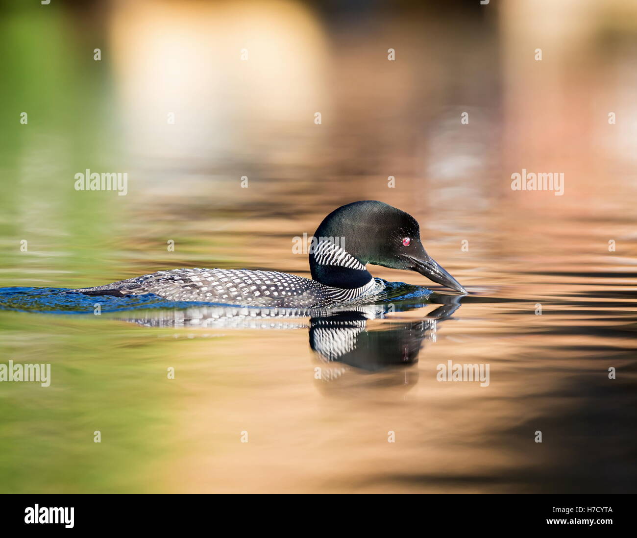 Common Loon breaching the water to stretch and dry its feathers after a