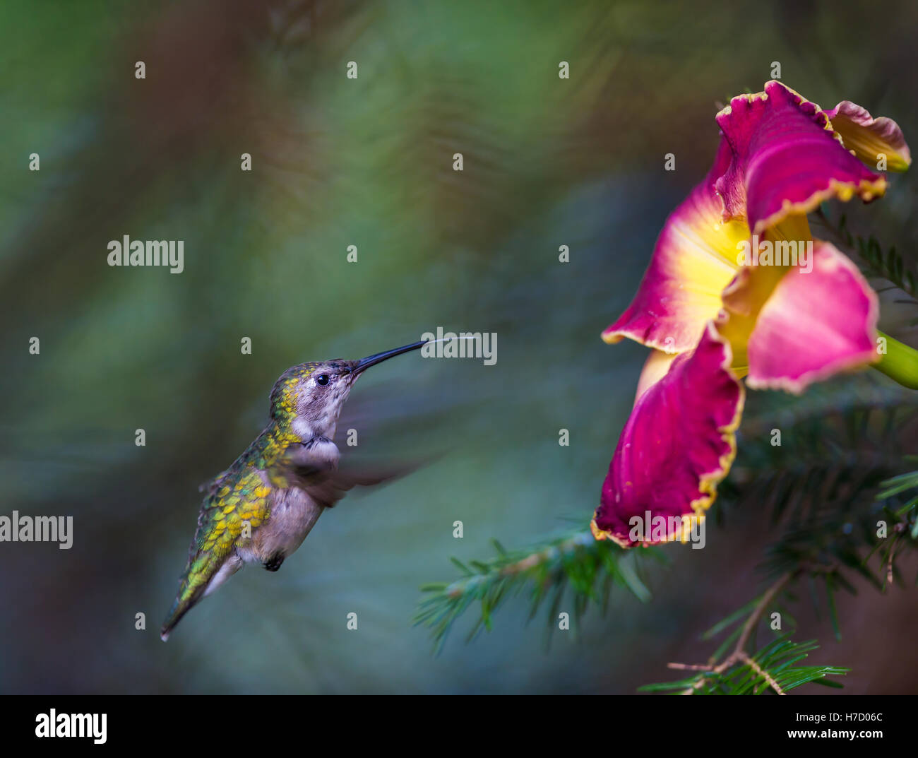 Ruby Throated Hummingbird, after its long migration from the south to the north. Stock Photo