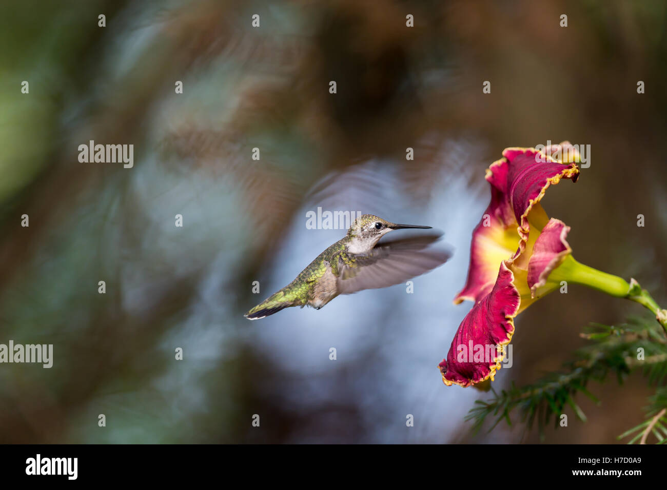 Ruby Throated Hummingbird, after its long migration from the south to the north. Stock Photo