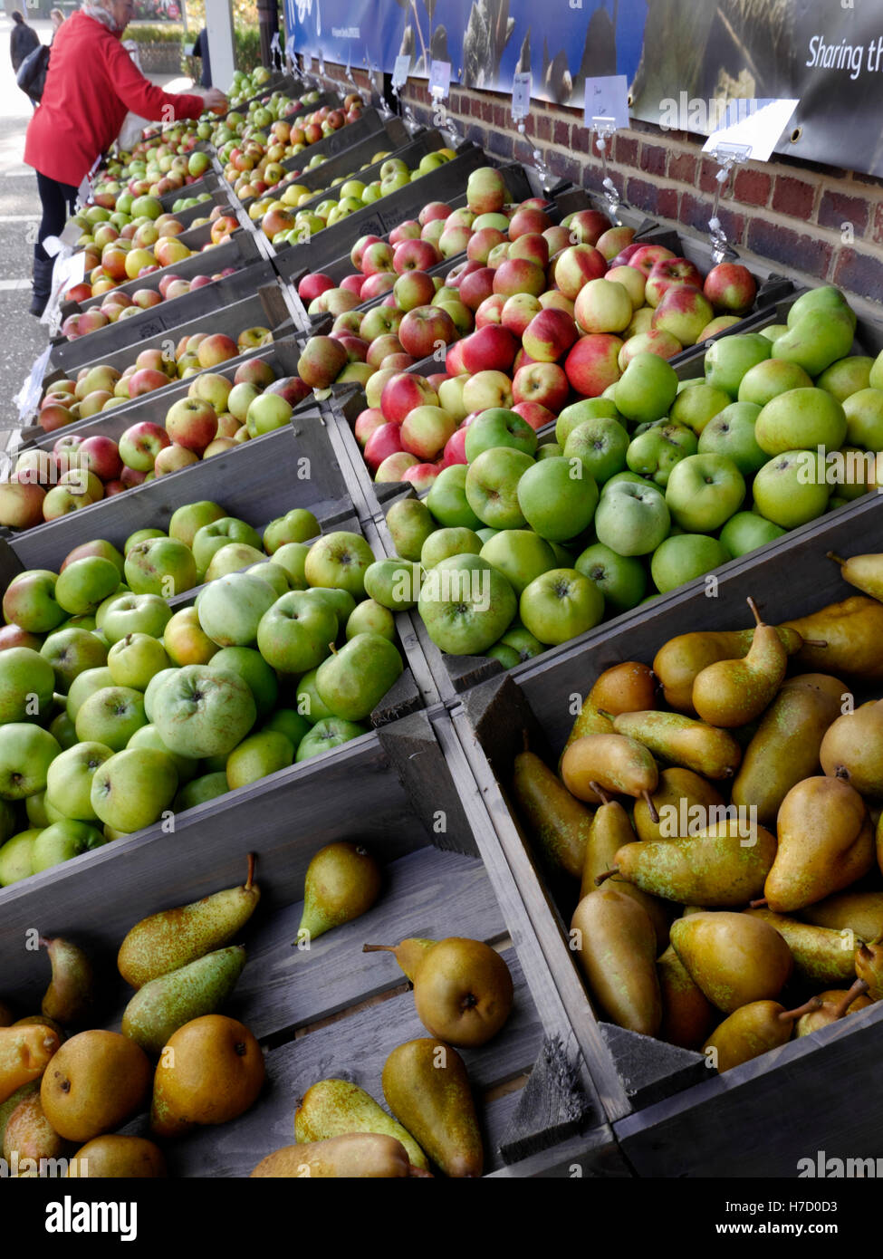 FRUIT MARKET pears and apples varieties on sale at farm market stall with shopper browsing Surrey UK Stock Photo