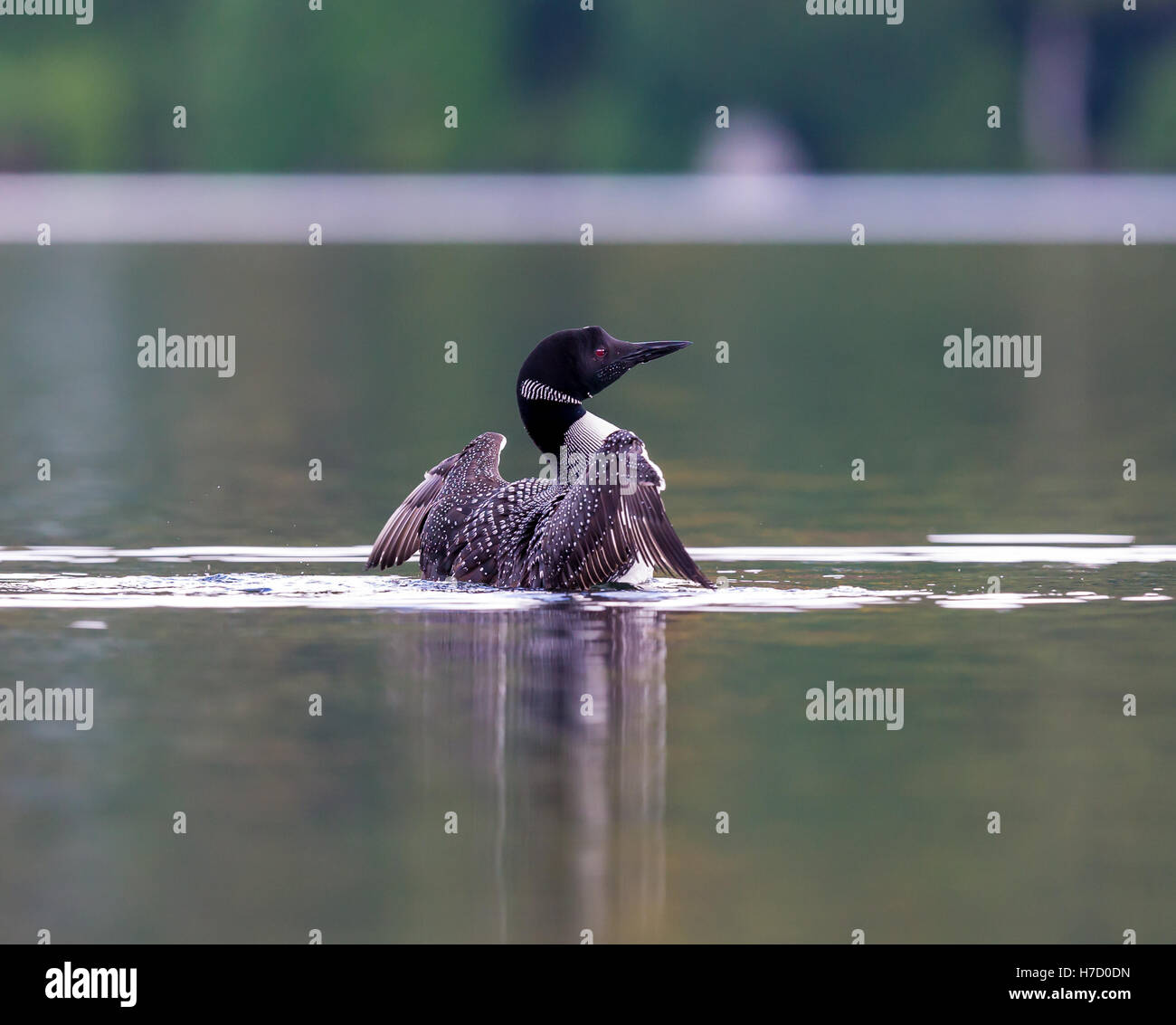 Common Loon breaching the water to stretch and dry its feathers after a