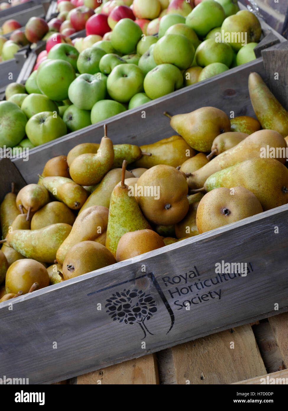 RHS Fruit stalls with Conference Pears in foreground. Autumn cultivar of European pear (Pyrus communis) on sale Wisley RHS Surrey UK Stock Photo