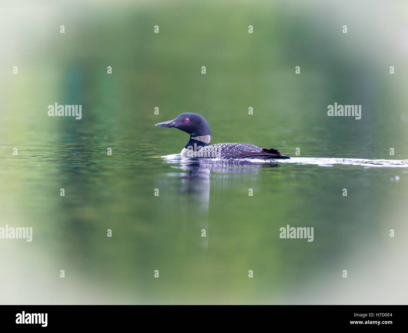 Common Loon breaching the water to stretch and dry its feathers after a