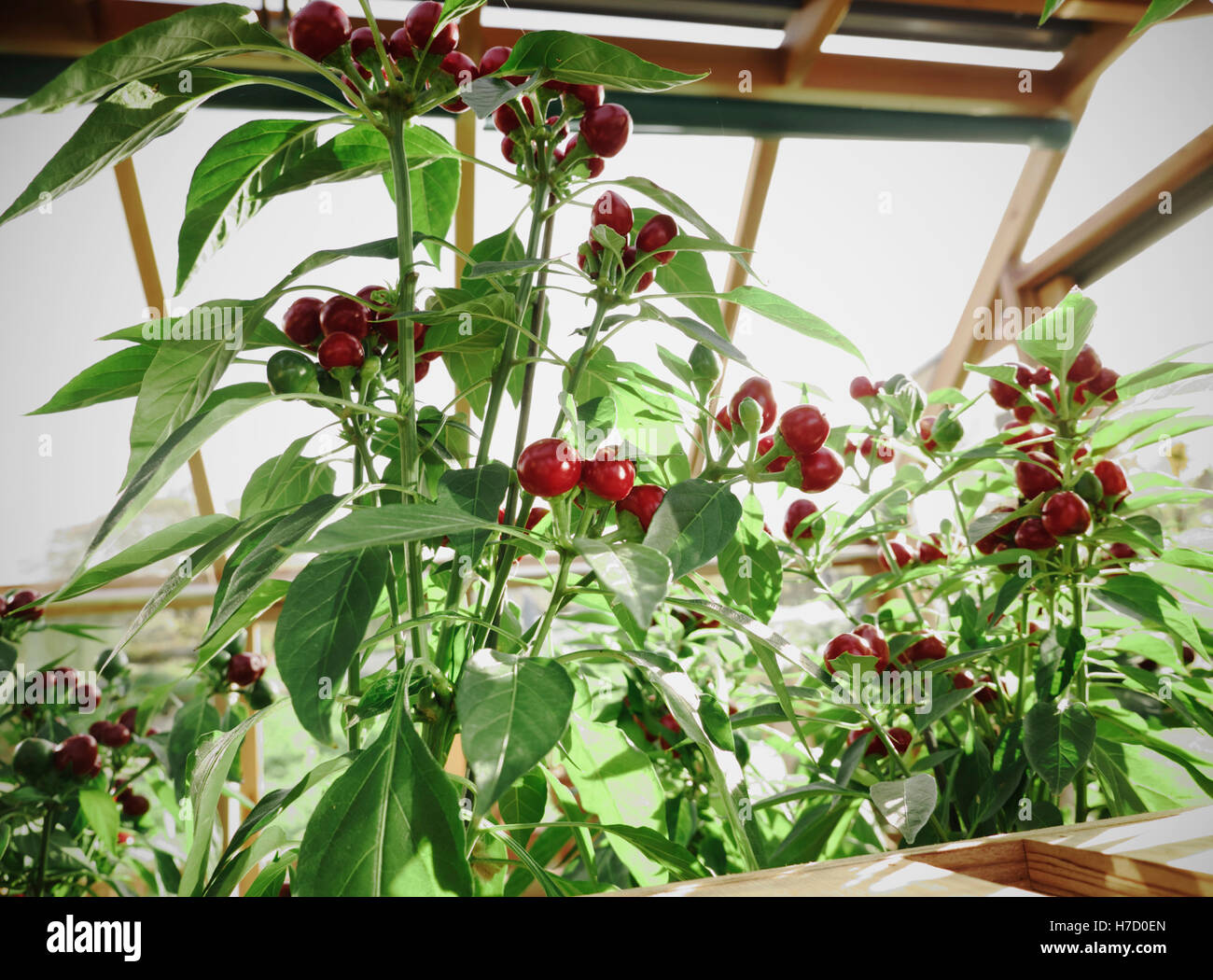 Red Cherry Chilli Peppers growing in a greenhouse Stock Photo Alamy
