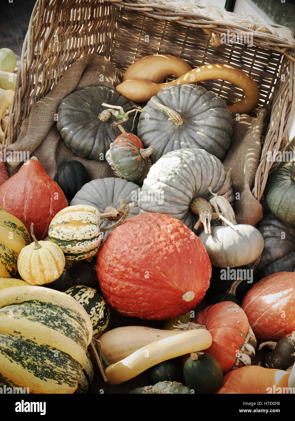 Squash varieties hires stock photography and images Alamy