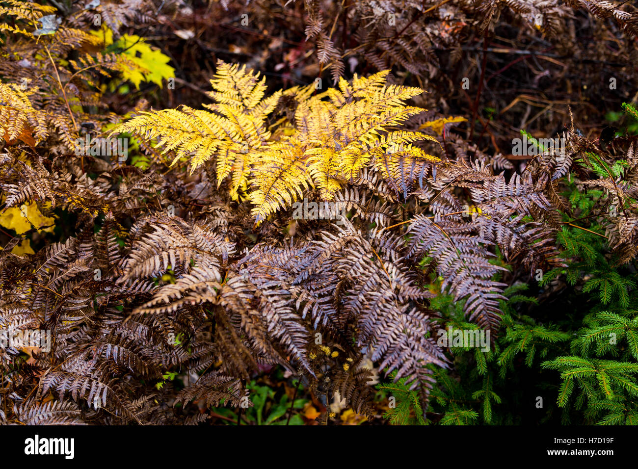 Autumn beginning to take affect on cottage country in the quebec north