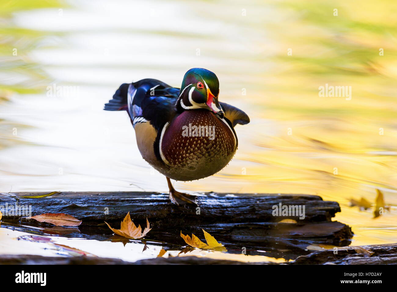 Wood duck male or Carolina duck is a species of perching duck found in