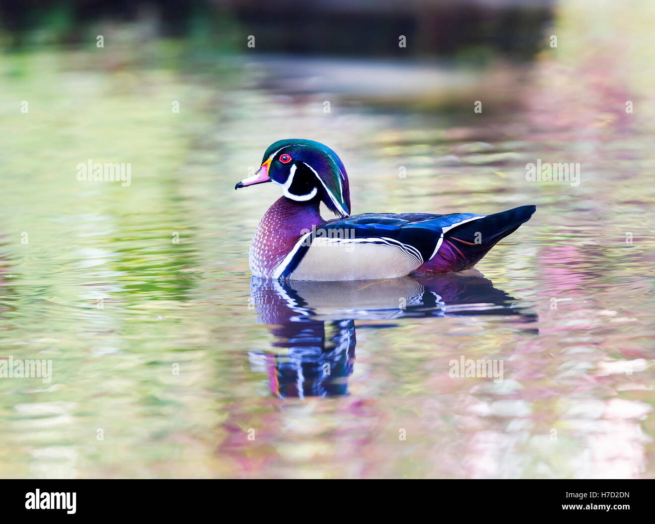 Wood duck male or Carolina duck is a species of perching duck found in