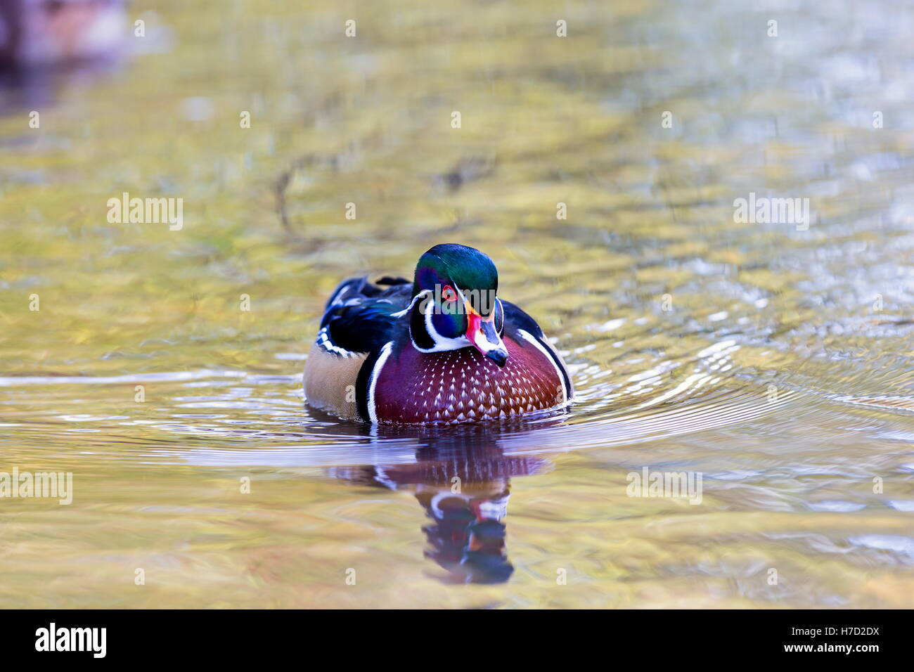 Wood duck male or Carolina duck is a species of perching duck found in