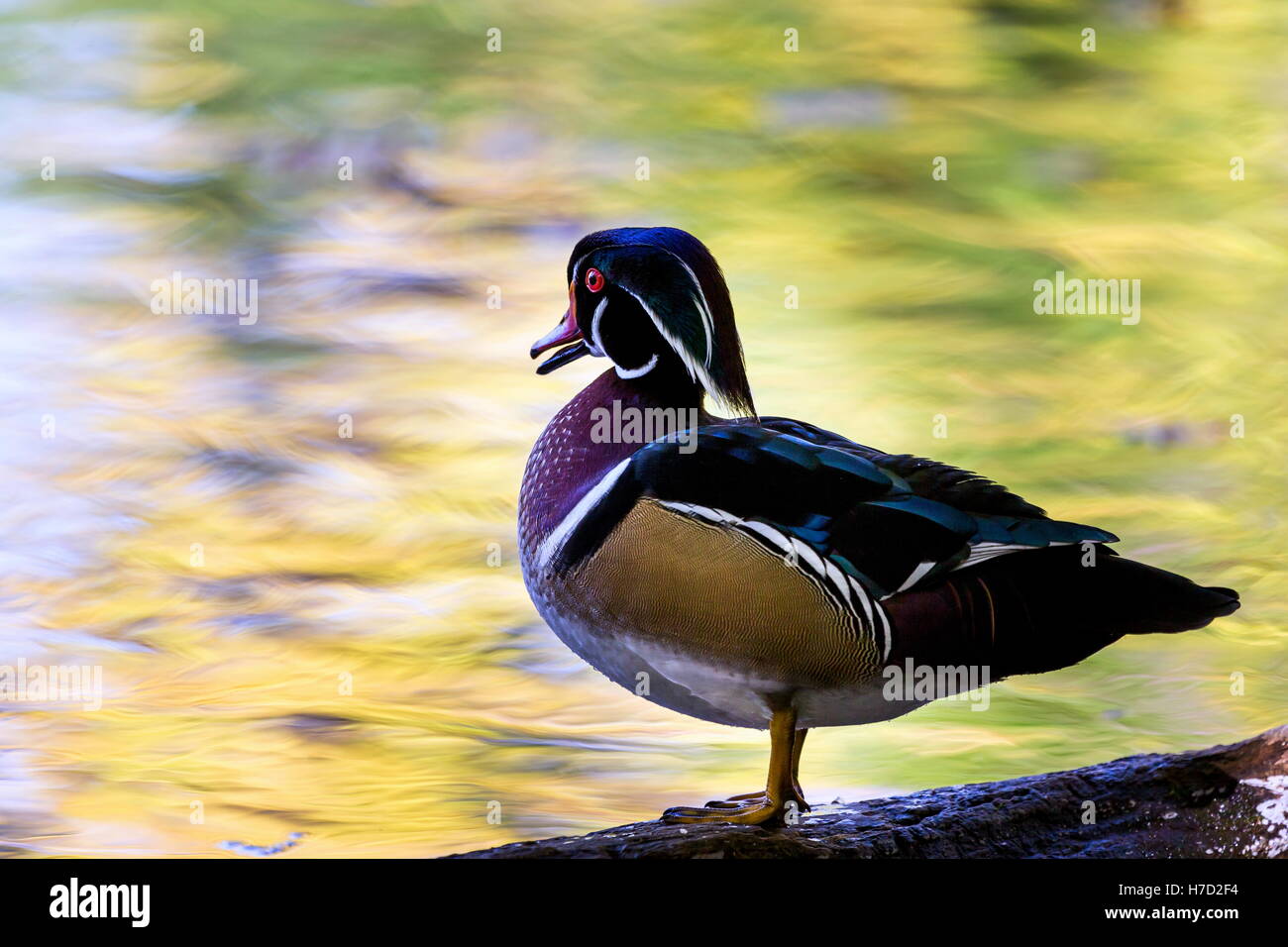 Wood duck male or Carolina duck is a species of perching duck found in