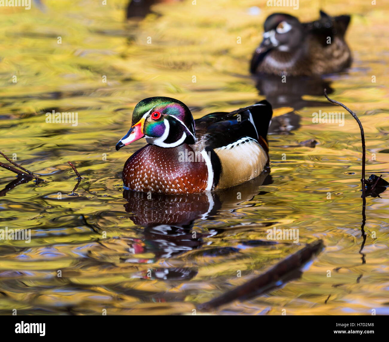 Wood duck male or Carolina duck is a species of perching duck found in