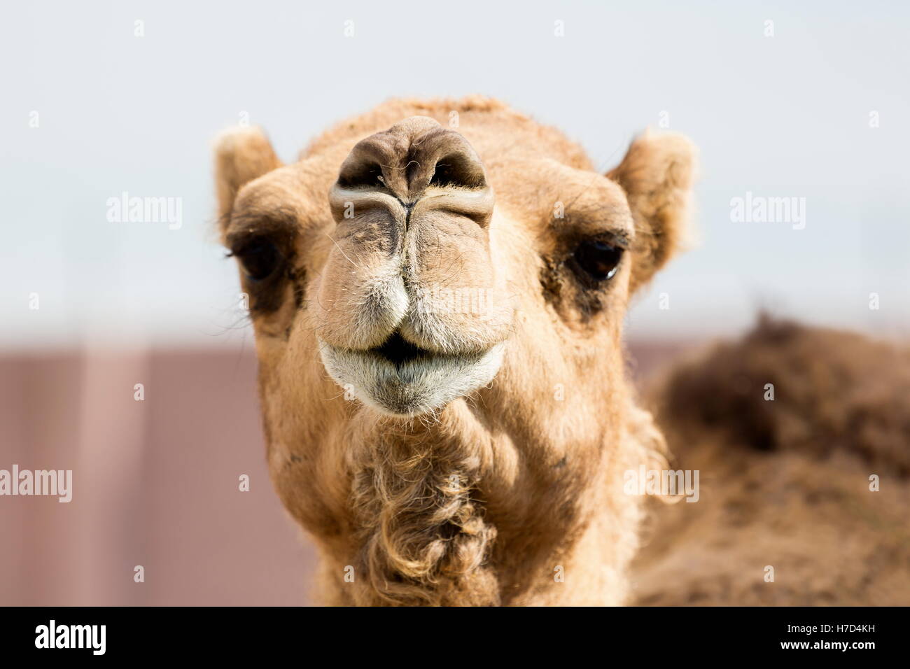 Funny Camel Faces High Resolution Stock Photography And Images Alamy