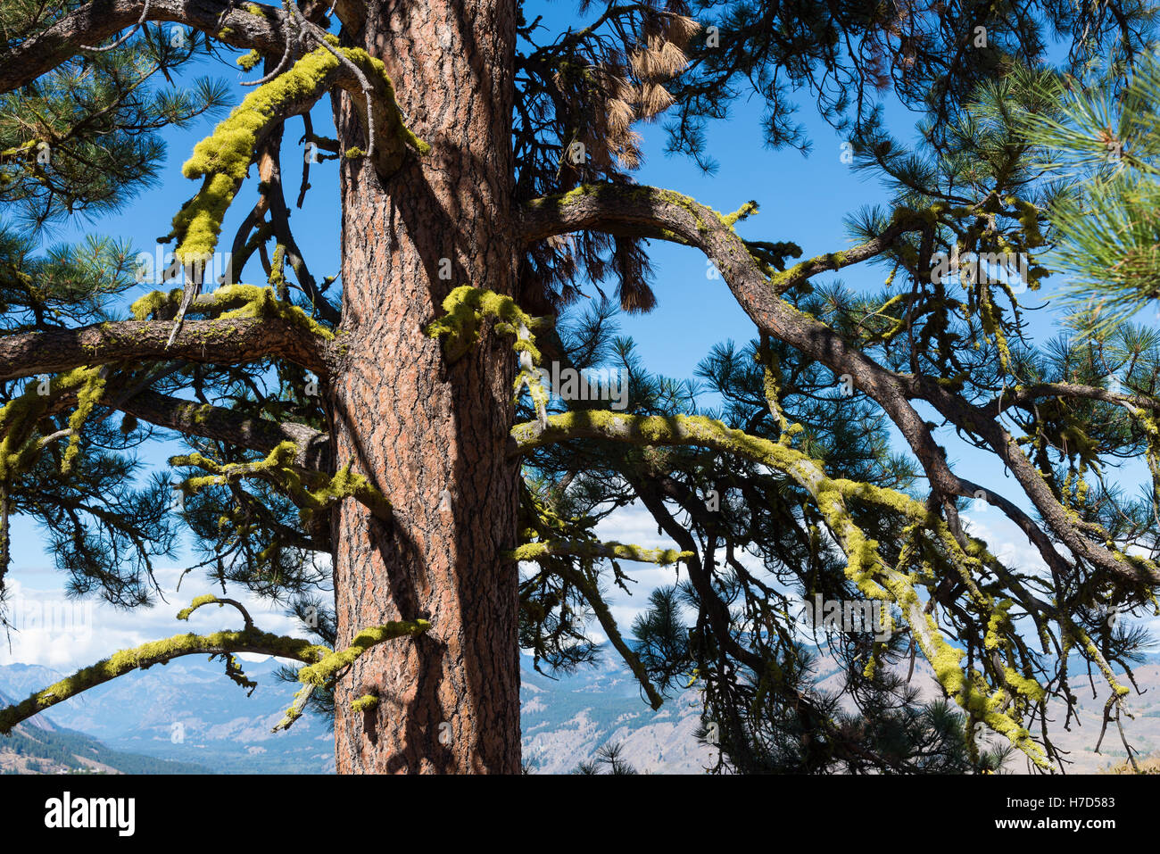 Bright green lichens draped on the branches of a pine tree. North Cascades, Washington, USA. Stock Photo