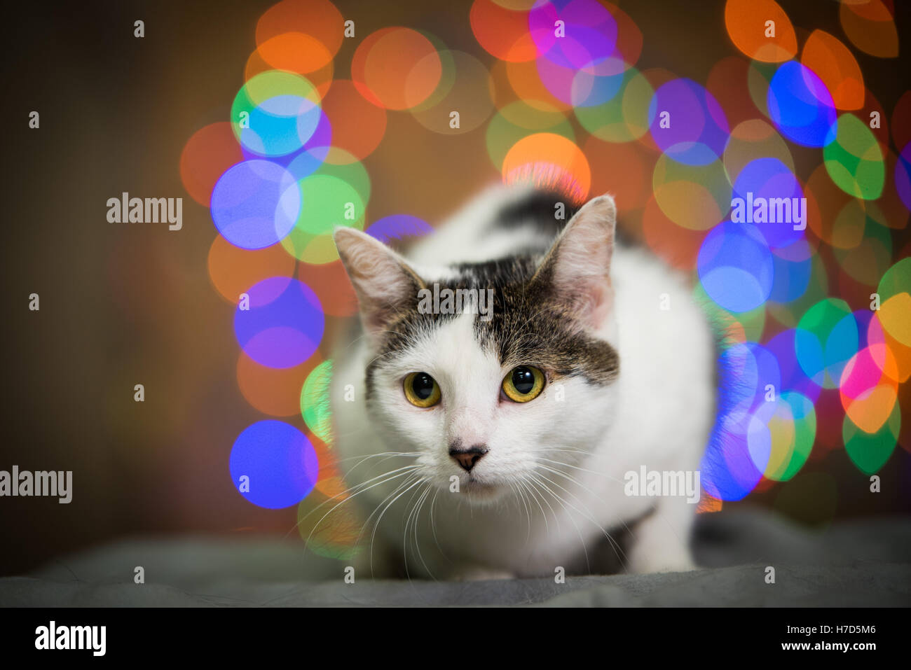 White cat on the colorful background Stock Photo - Alamy