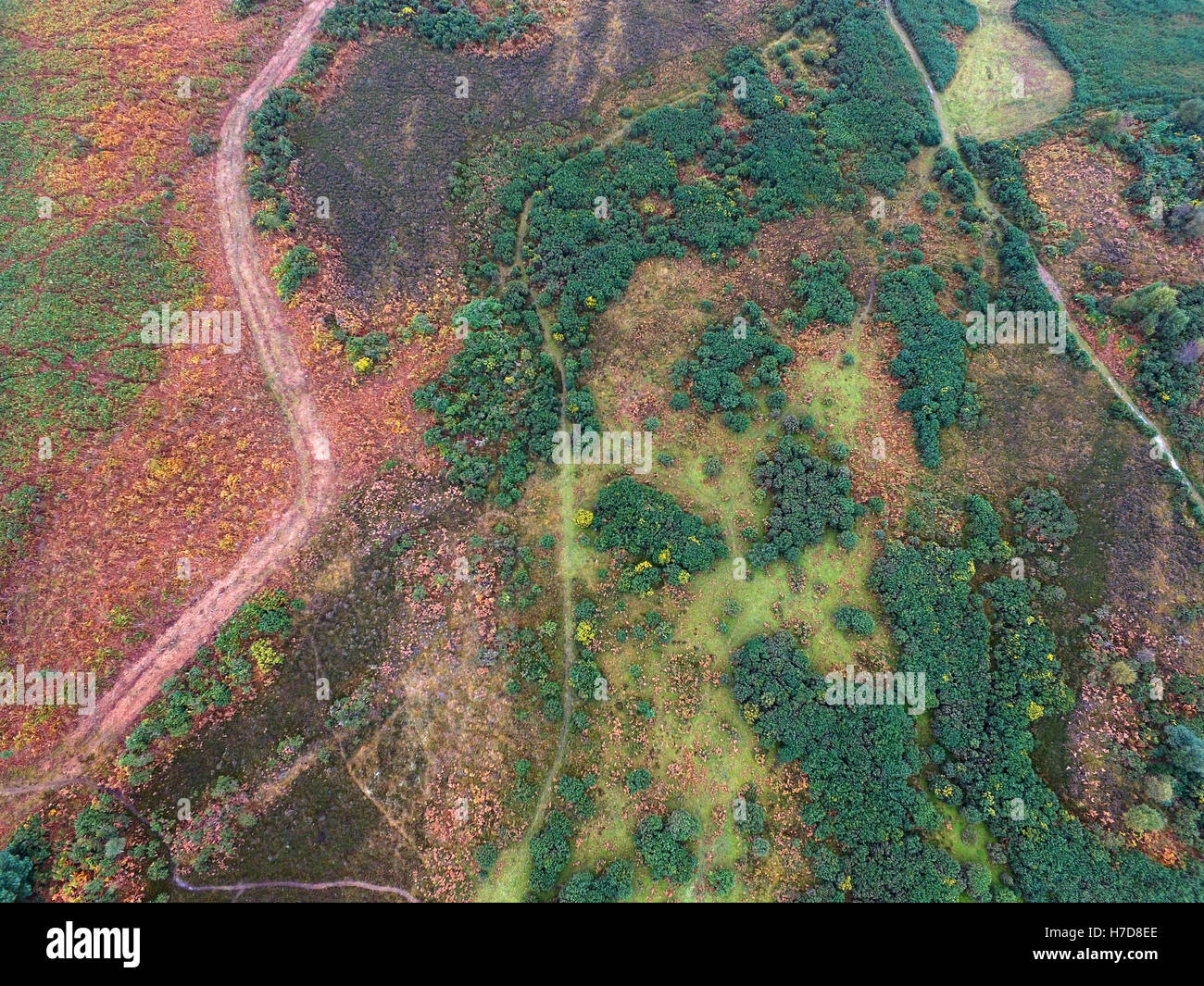 Birds eye view of autumnal colours in the Ashdown Forest, East Sussex, setting for the Winnie the Pooh stories Stock Photo