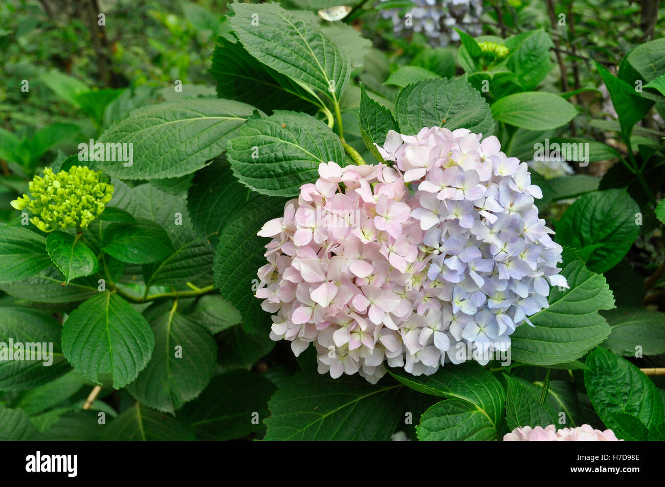 Hydrangea (Fam; Hydrangeaceae Stock Photo - Alamy