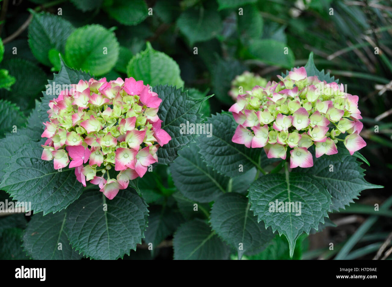 Hydrangea (Fam; Hydrangeaceae Stock Photo - Alamy