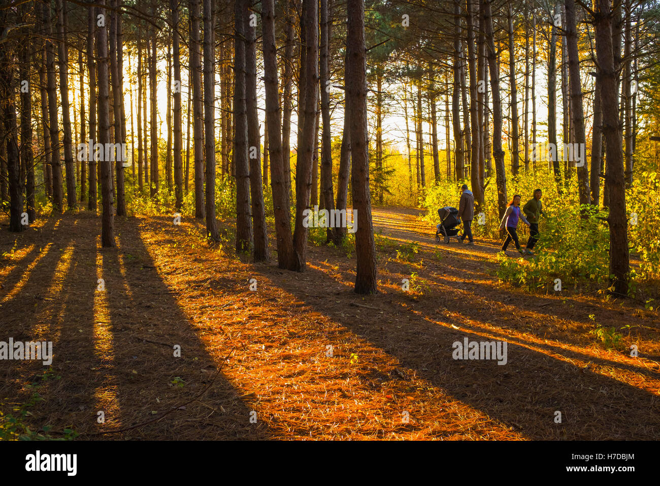 City park with evening light and walkers strolling in red pine forest. Stock Photo