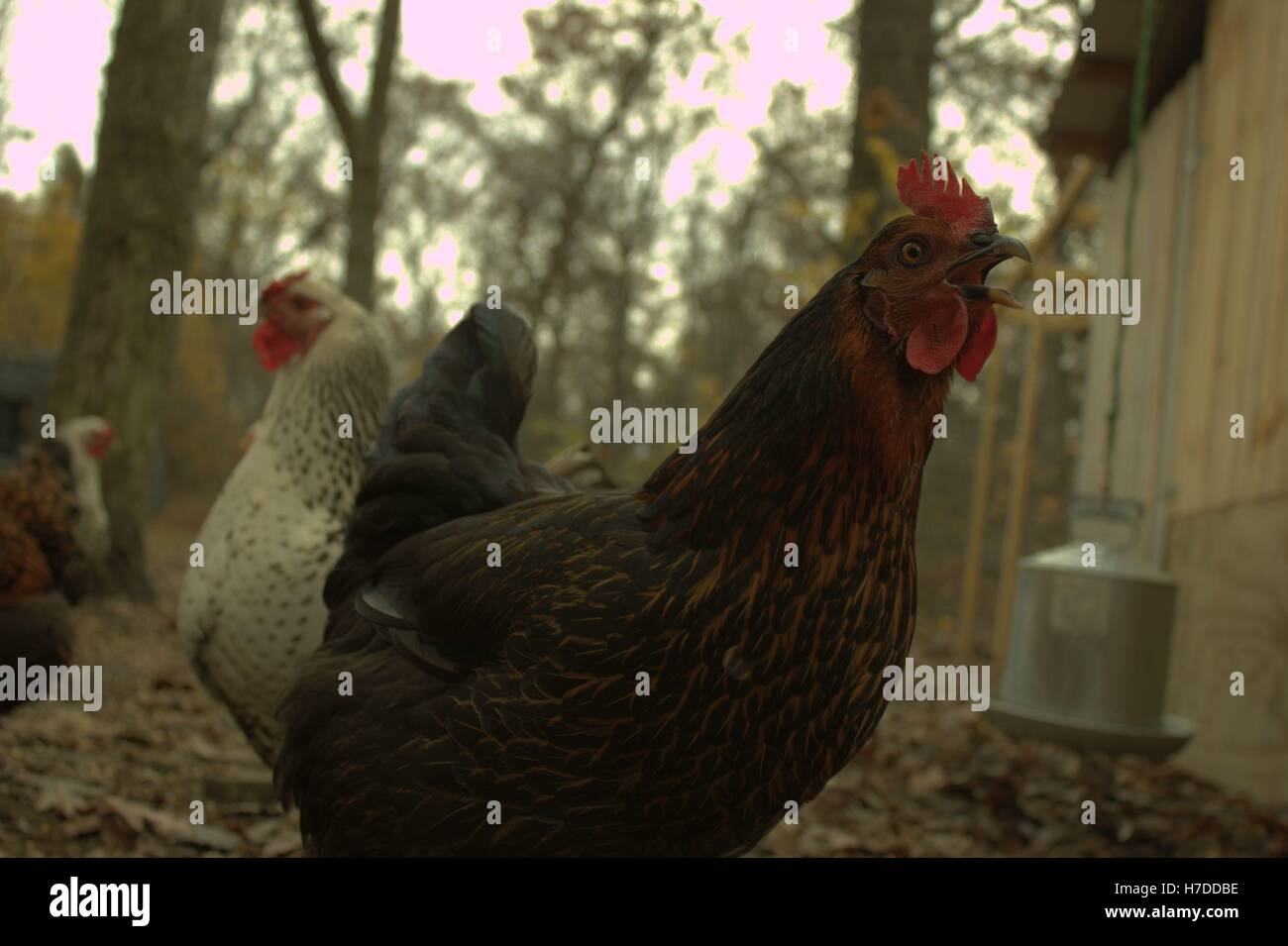My Black Sexlink Hen Named Fussy, Doing What She Does Best; Fussing Stock Photo