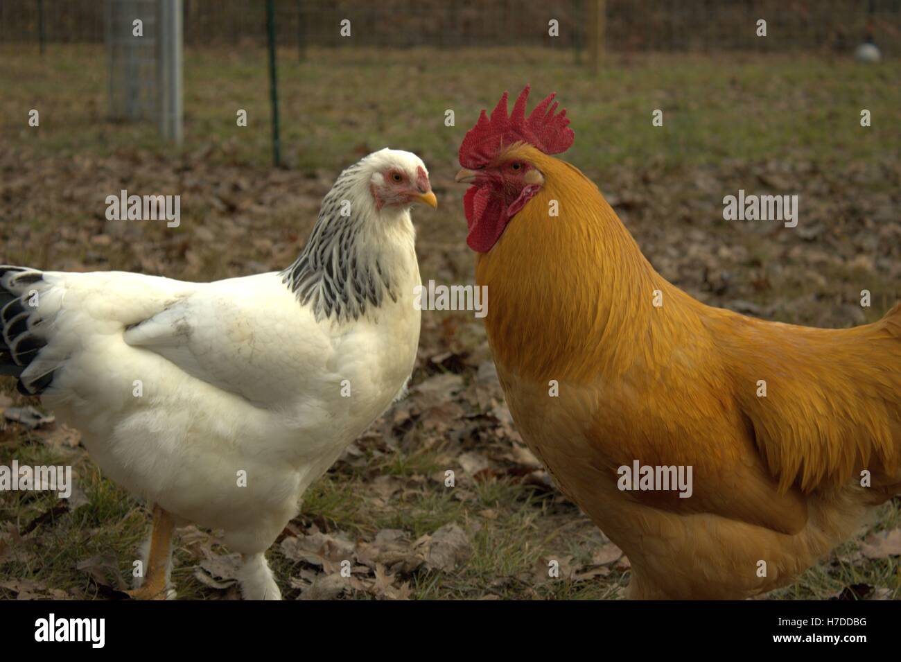 Light brahma hen hi-res stock photography and images - Alamy