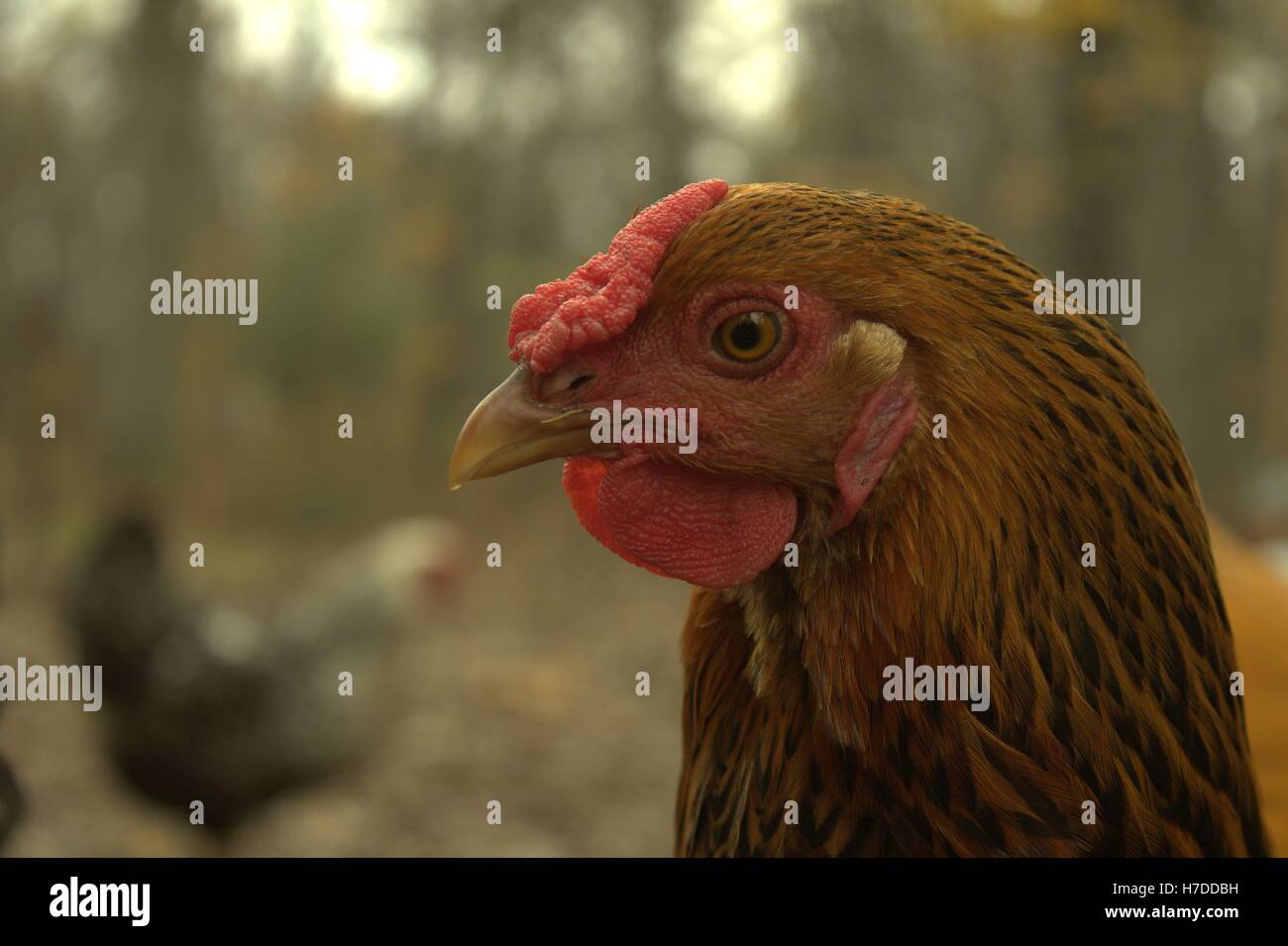 Close Up Of The Face Of A Gold Lace Wyandotte Hen Stock Photo