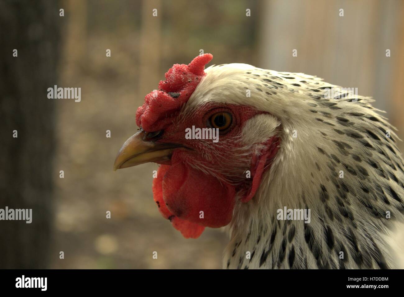 Close Up On The Face Of A Silver Lace Wyandotte Hen Stock Photo