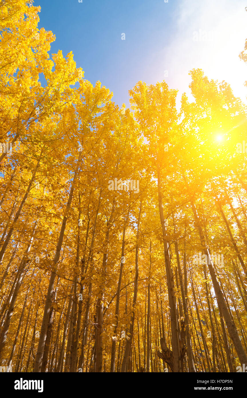 Aspen Trees in fall seasons Stock Photo