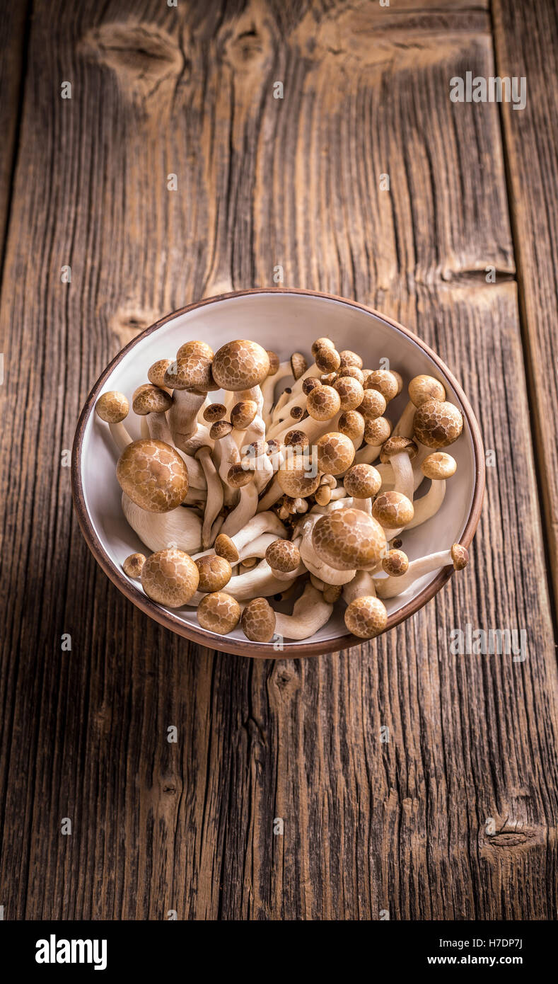 Shimeji mushrooms Stock Photo