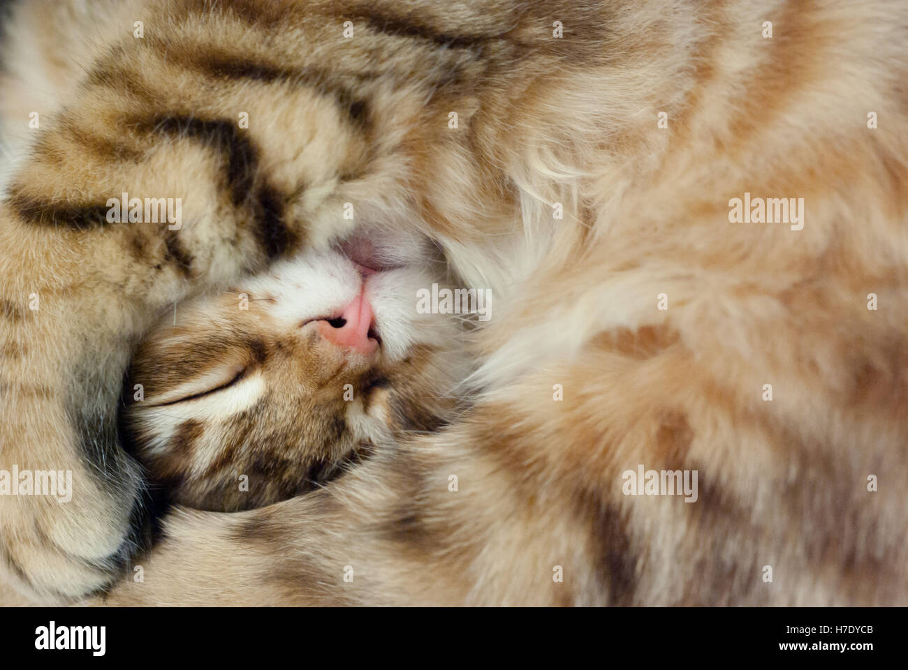 Siberian tabby kitten sleeping with a paw over his head, relaxed, close-up. Stock Photo