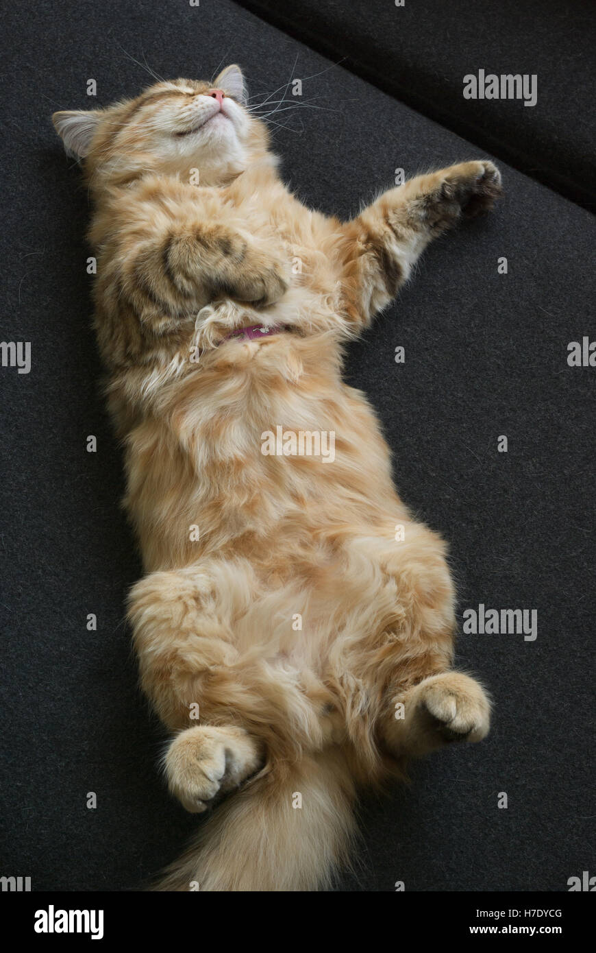 Siberian tabby kitten sleeping belly-up on black fabric, relaxed. Stock Photo