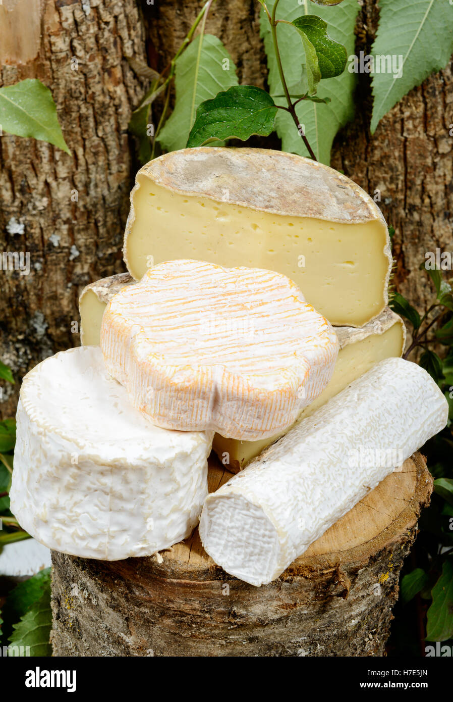 different french cheeses Stock Photo Alamy