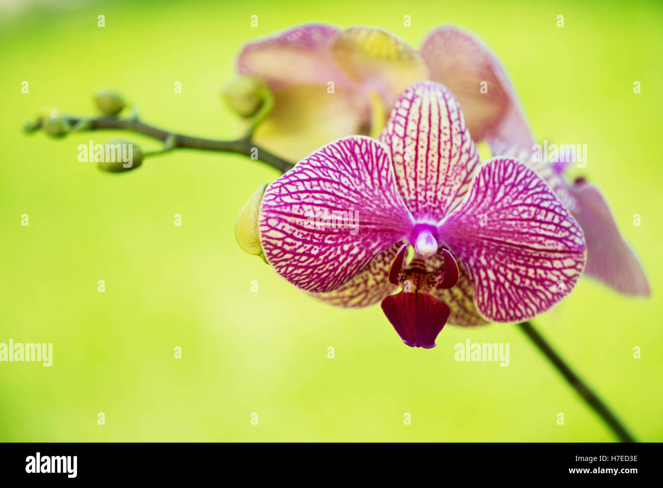 horizontal vibrant image of a single  of pink orchid with room left for text of copy space, ideal for greeting cards Stock Photo