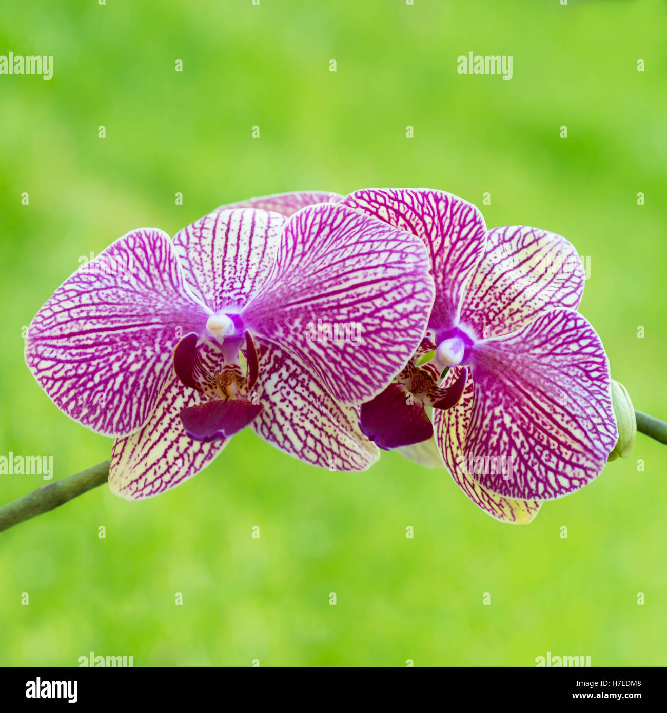 A pair of beautiful square image of a pretty pink orchid with a soft green bokeh background Stock Photo