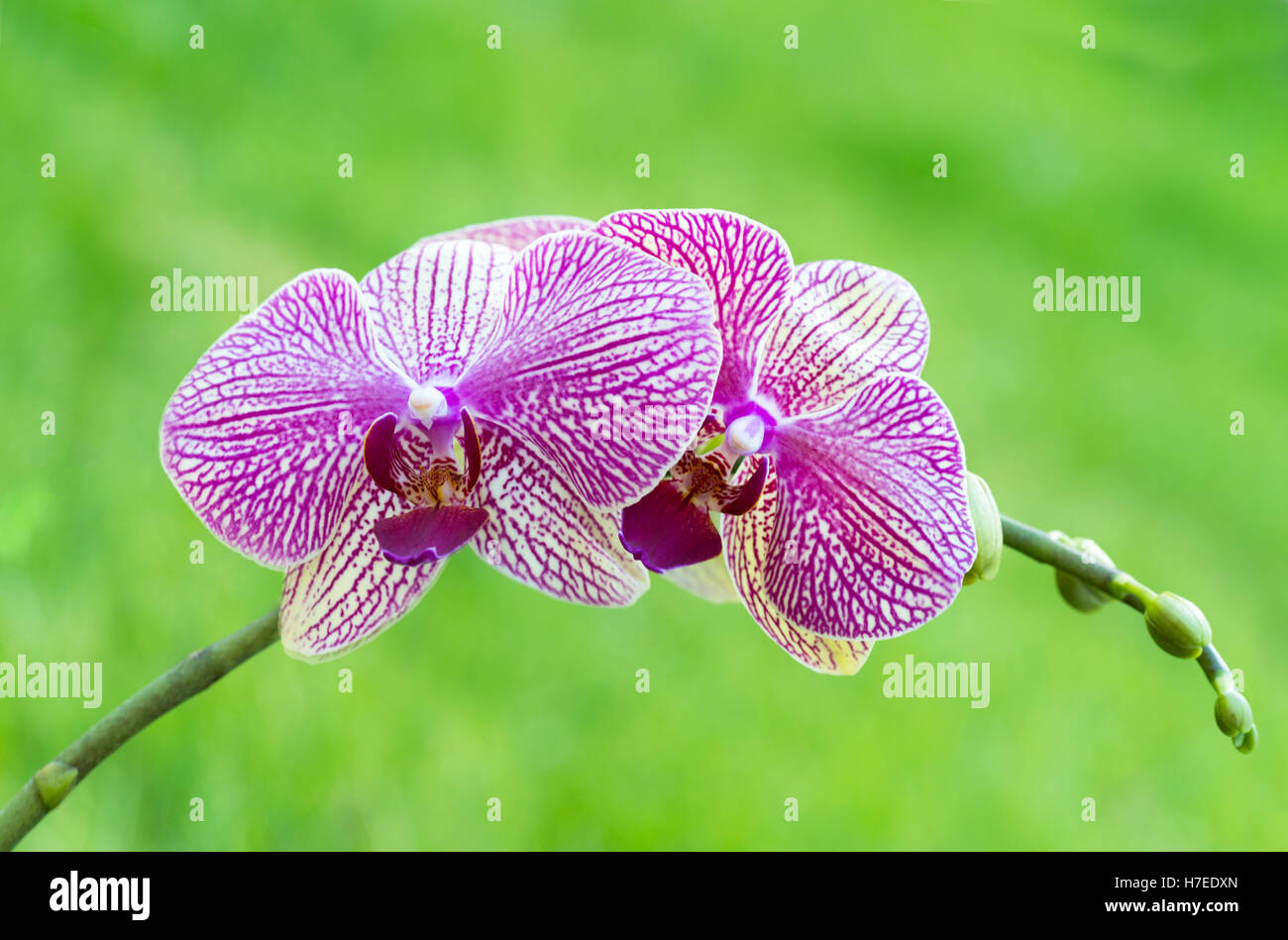 horizontal vibrant image of a single  of pink orchid with a soft green background ,room above for text of copy space, ideal for Stock Photo
